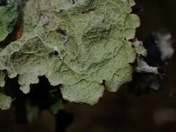 Image of Norwegian ragged lichen