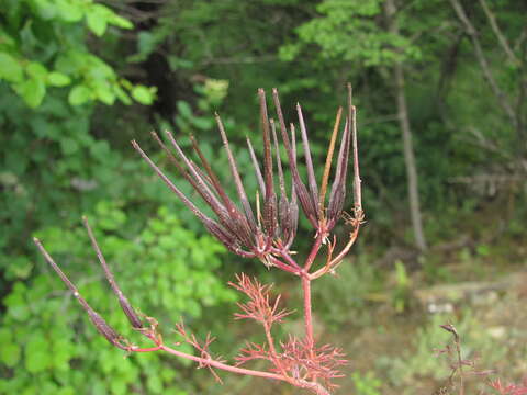 Imagem de Scandix australis L.