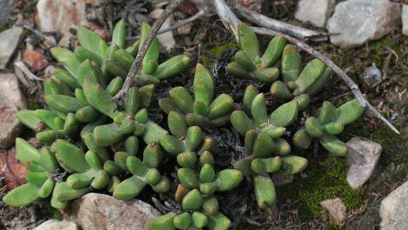 Imagem de Orthopterum coeganum L. Bol.