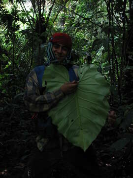 Philodendron grandifolium (Jacq.) Schott的圖片