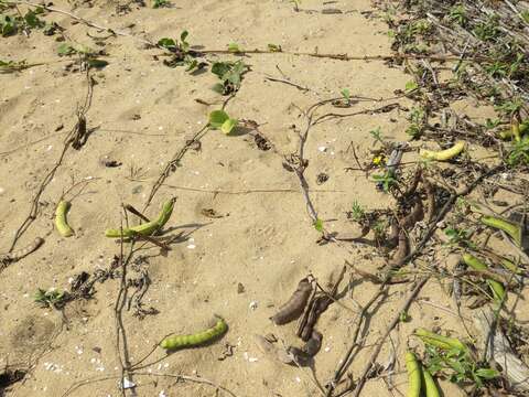 Image of Brazilian bayhops