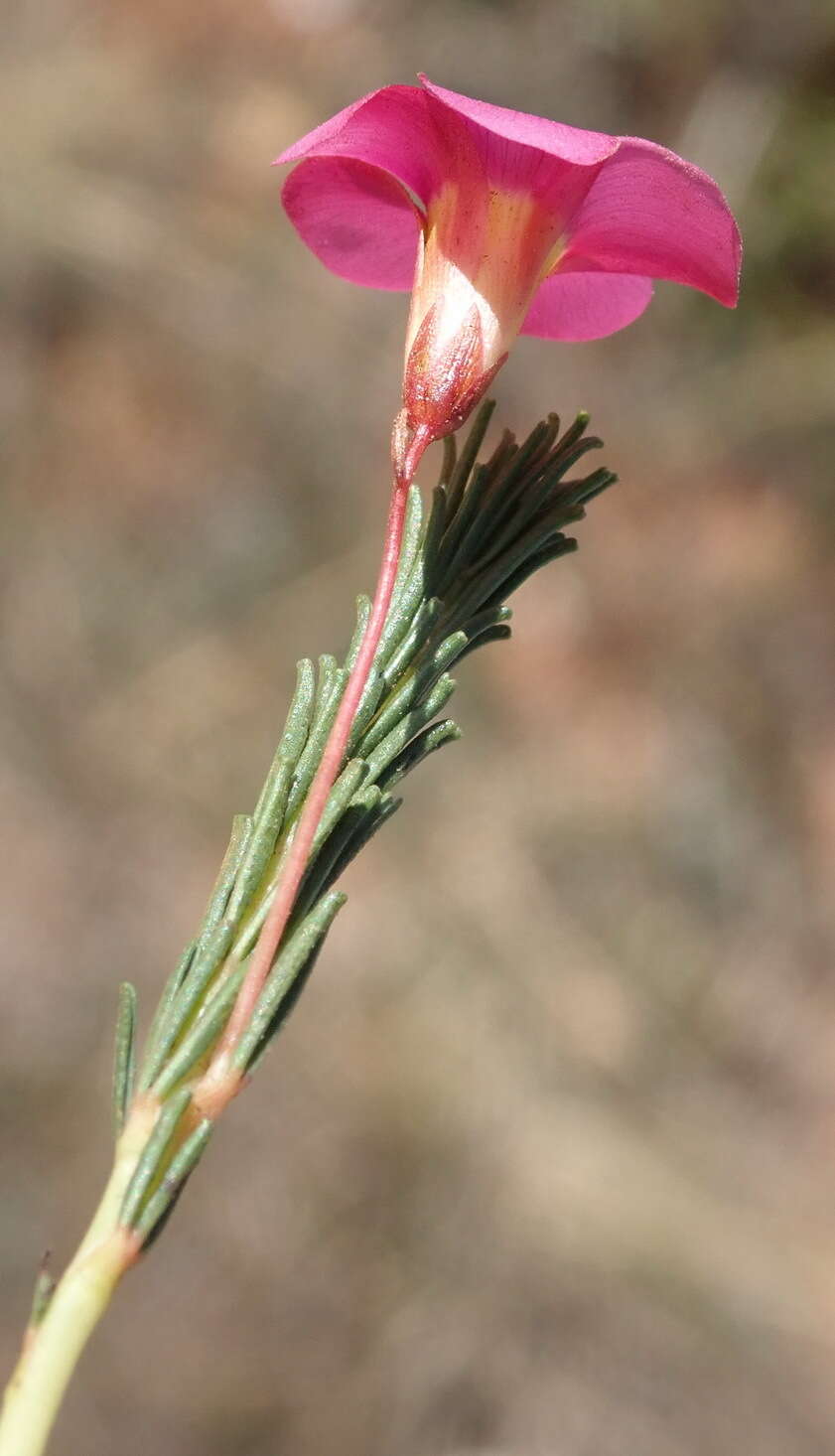 Image of Oxalis confertifolia (Kuntze) Knuth