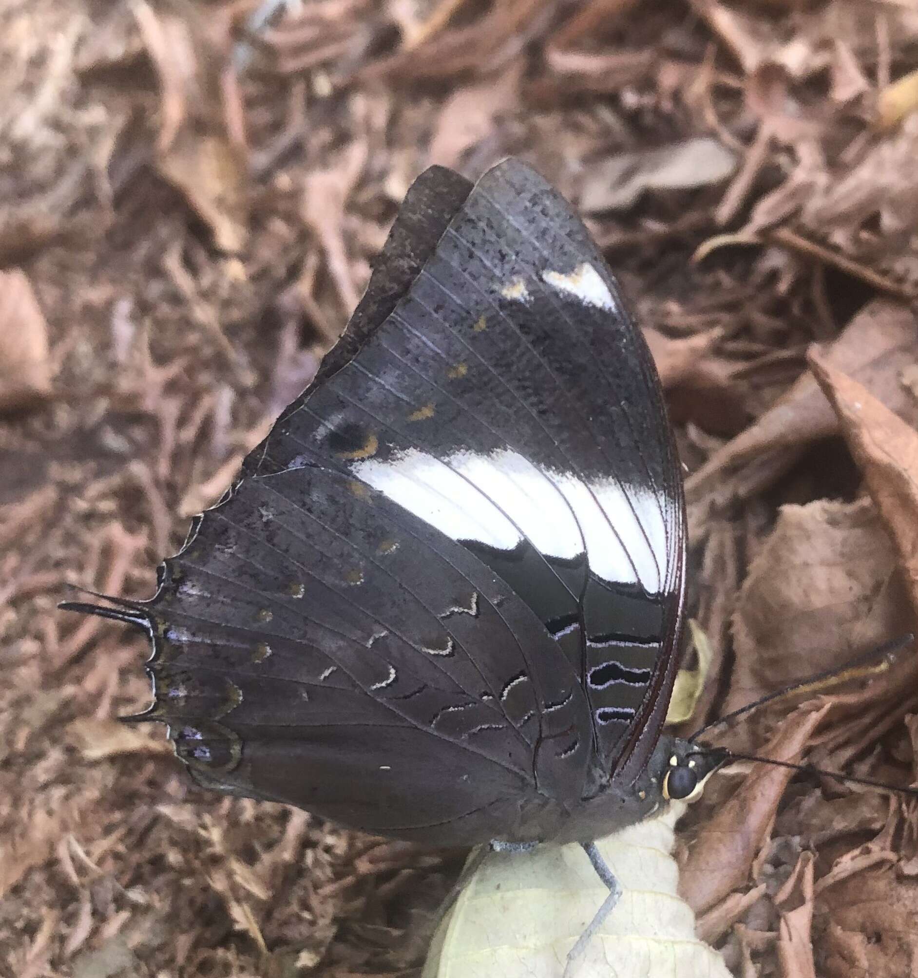 Charaxes bohemani Felder & Felder 1859的圖片