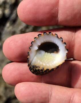 Image of Snakeskin Nerite