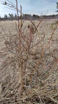 Image of Veronicastrum sibiricum (L.) Pennell