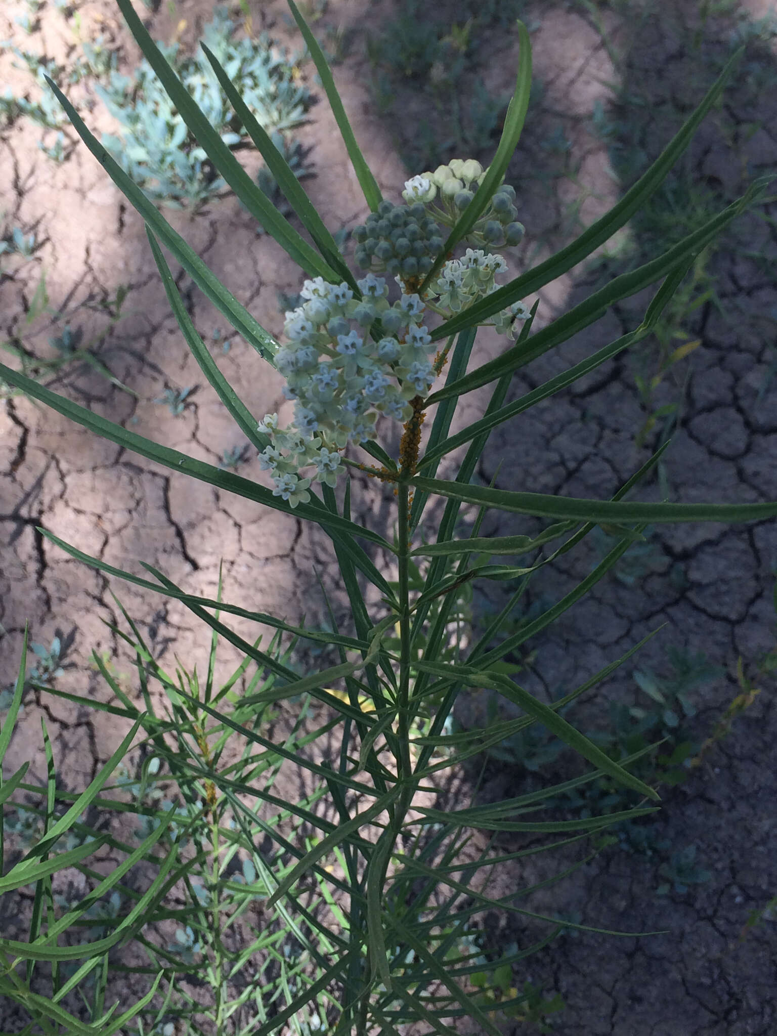 Image of horsetail milkweed