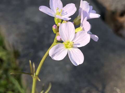 Image of cuckoo flower