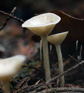 Plancia ëd Clitocybe fragrans (With.) P. Kumm. 1871