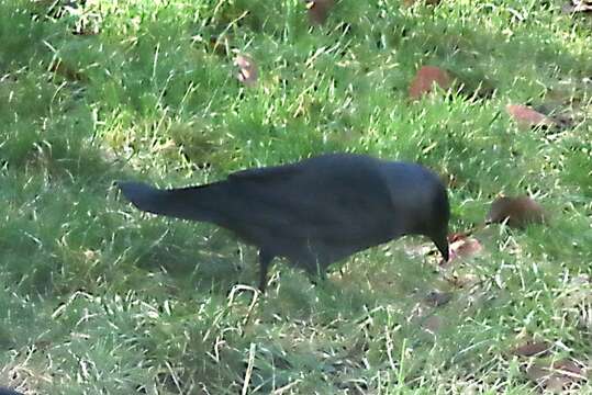 Image of <i>Corvus monedula spermologus</i>