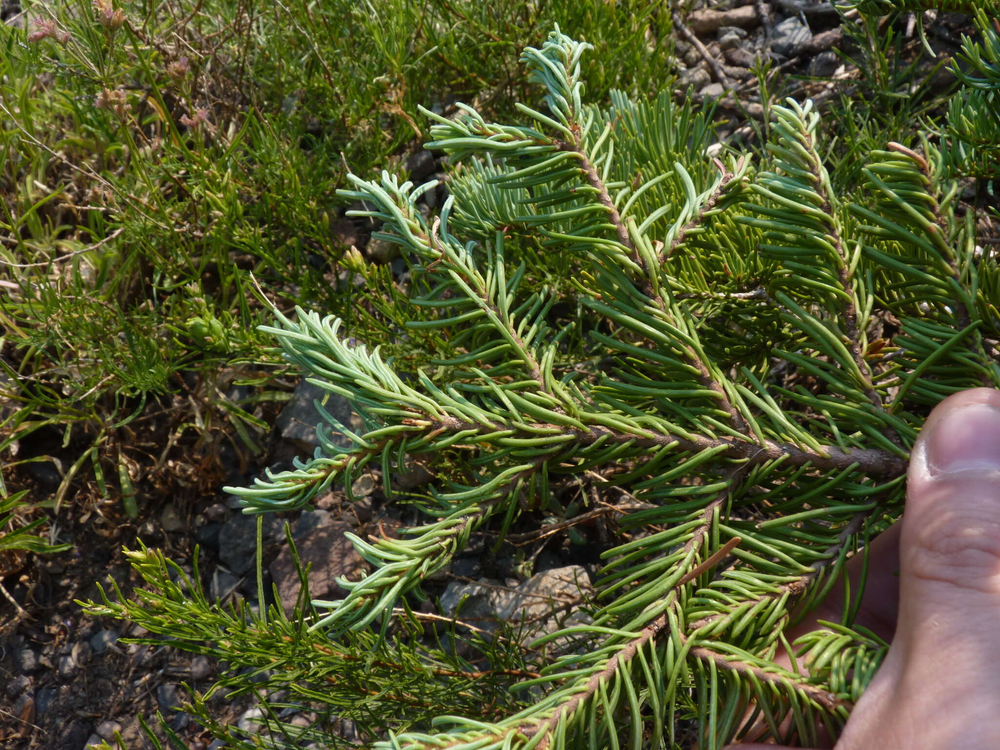 Image of Shasta red fir