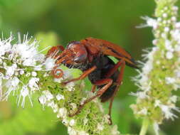 صورة Hemipepsis mauritanica (Linnaeus 1767)