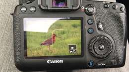 Image of Limosa limosa islandica Brehm & CL 1831