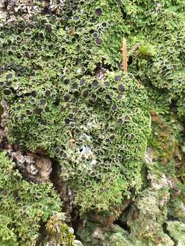 Image of fringed lichen