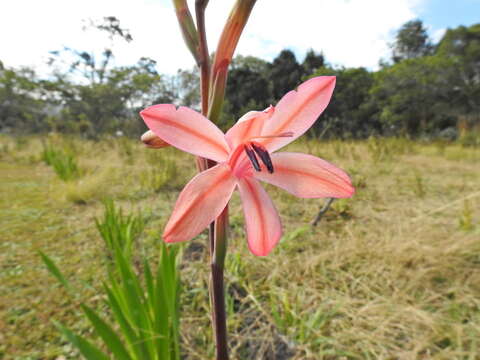 Слика од Watsonia fourcadei J. W. Mathews & L. Bolus