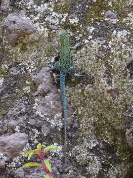 Image of Thin Tree Iguana