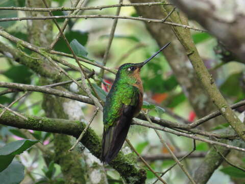 Image of White-tailed Starfrontlet