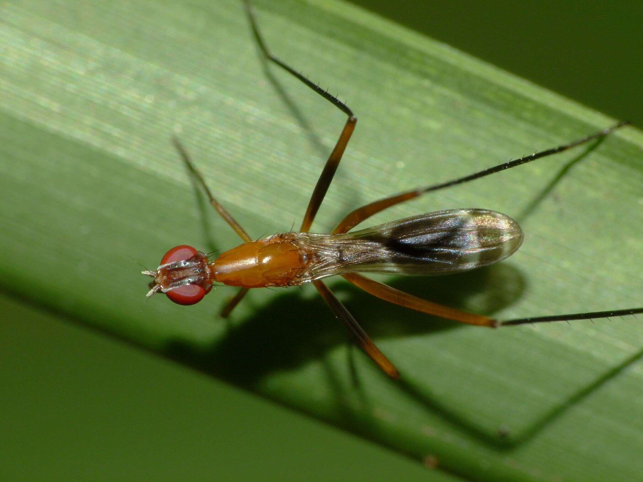 Image de Metopochetus freyi McAlpine 1998