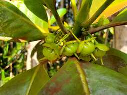 Image of Crossostylis grandiflora Pancher ex Brongn. & Gris