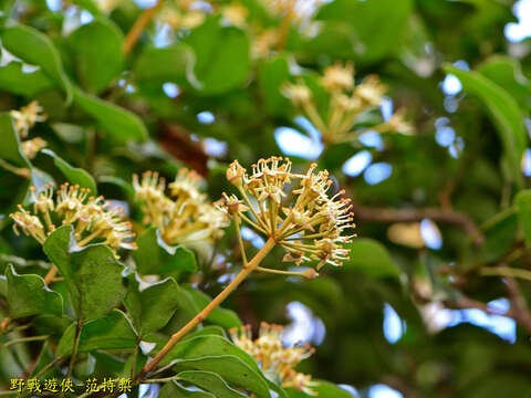 Image of Hedera rhombea var. formosana (Nakai) H. L. Li