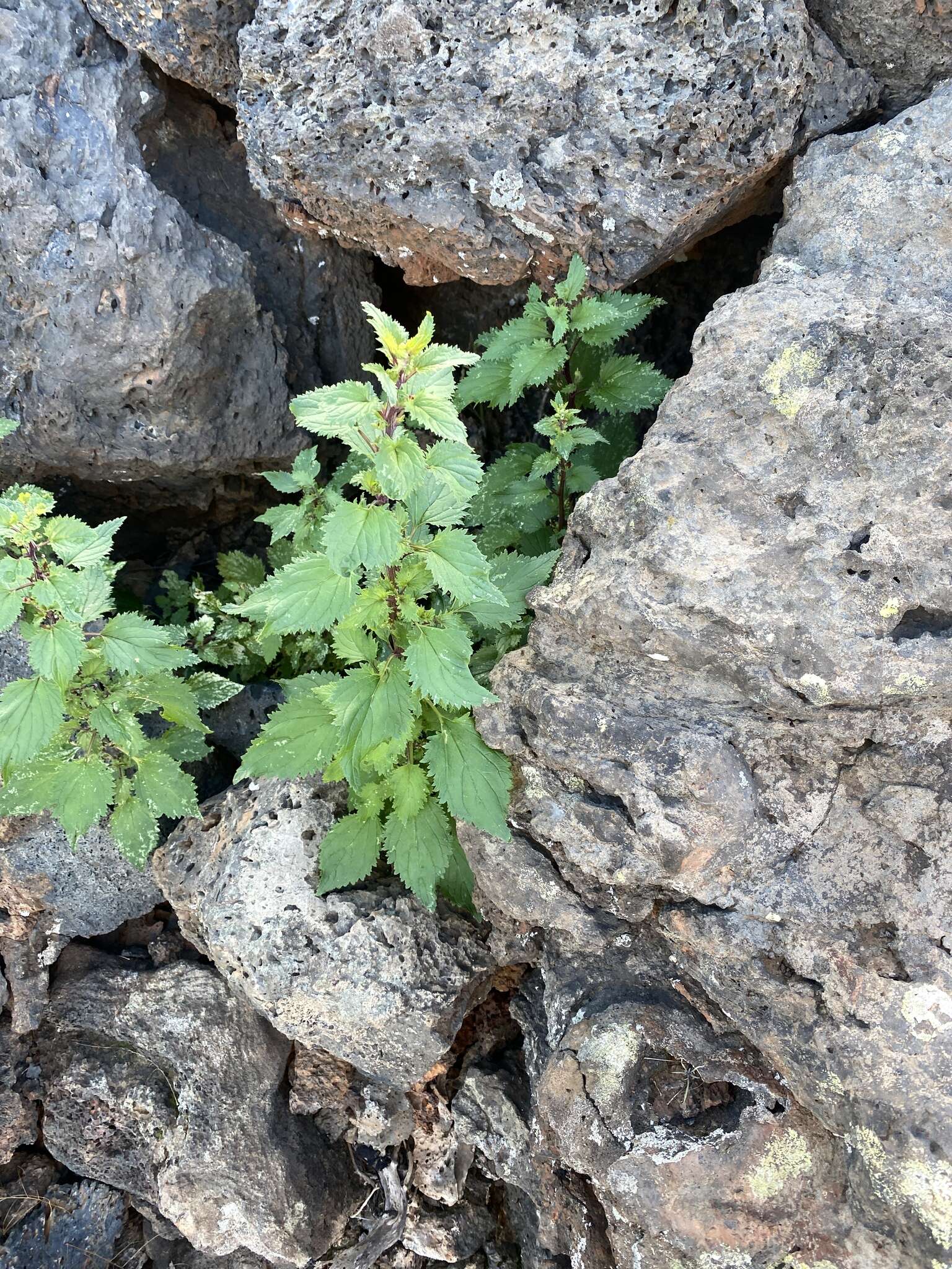 Image de Scrophularia arguta Sol.