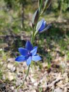 Image de Thelymitra crinita Lindl.