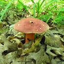 Image of Boletus rubroflammeus A. H. Sm. & Thiers 1971