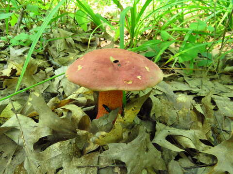 Image of Boletus rubroflammeus A. H. Sm. & Thiers 1971