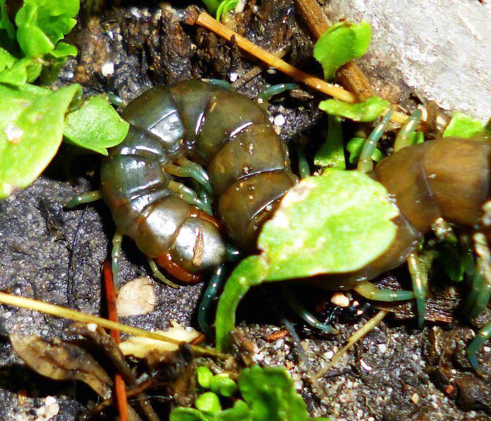 Imagem de Scolopendra dalmatica C. L. Koch 1847