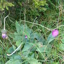 Image of Carduus defloratus subsp. glaucus (Baumg.) Nym.