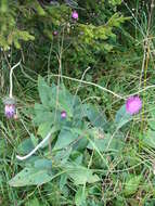 Imagem de Carduus defloratus subsp. glaucus (Baumg.) Nym.