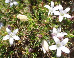 Image of Wahlenbergia thunbergii (Schult.) B. Nord.