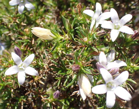 Image of Wahlenbergia thunbergii (Schult.) B. Nord.