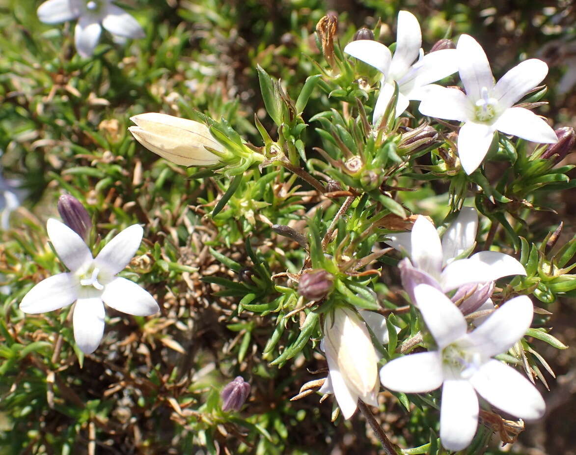 Image of Wahlenbergia thunbergii (Schult.) B. Nord.