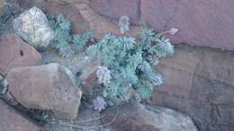 Image of downy prairie clover