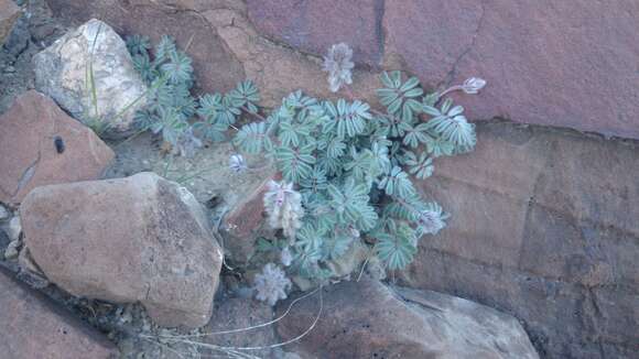 Image of downy prairie clover