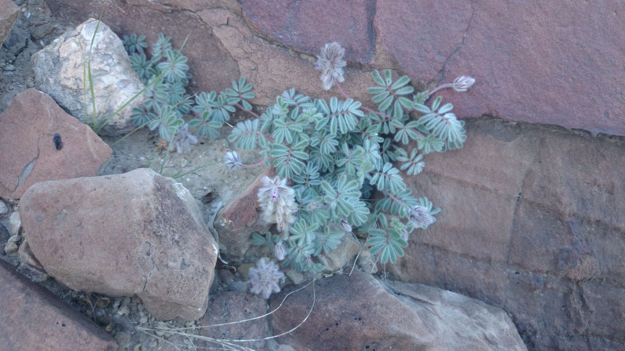 Dalea neomexicana var. longipila (Rydb.) Barneby resmi