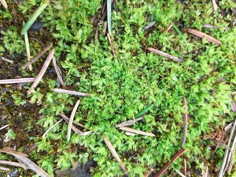 Image of spiral extinguisher-moss