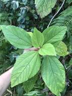 Image of Hawai'i false nettle