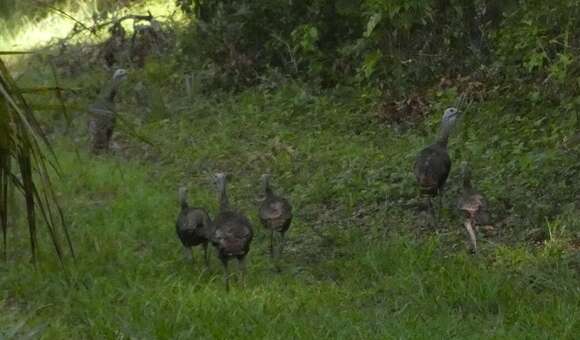 Imagem de Meleagris gallopavo osceola Scott 1890