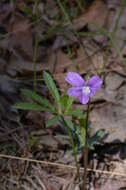 Image of Northern Coastal Violet