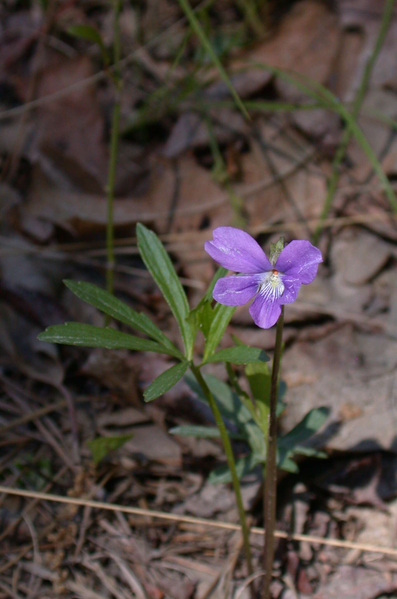 Image of Northern Coastal Violet