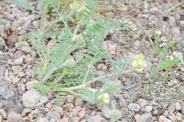 Plancia ëd Oxytropis pallasii Pers.