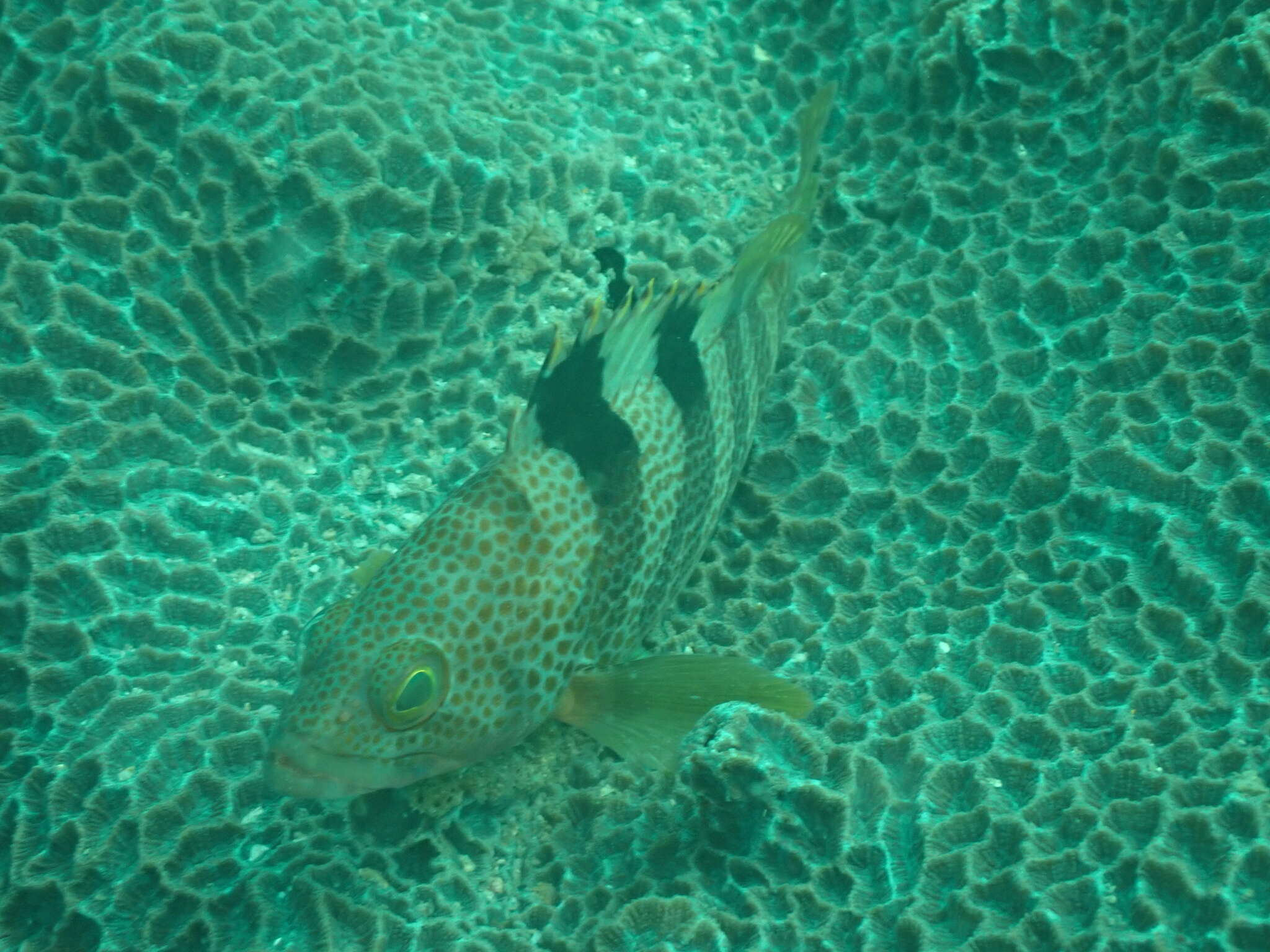 Image of Banded reef-cod