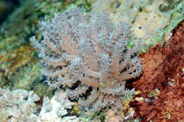 Imagem de Phyllodesmium pinnatum Moore & Gosliner 2009