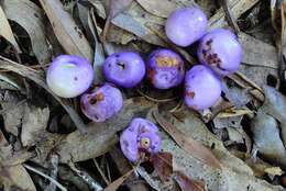 Gmelina fasciculiflora Benth. resmi