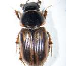 Image of Melinopterus sphacelatus (Panzer 1798)