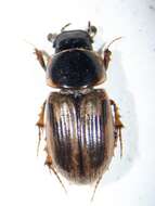 Image of Melinopterus sphacelatus (Panzer 1798)