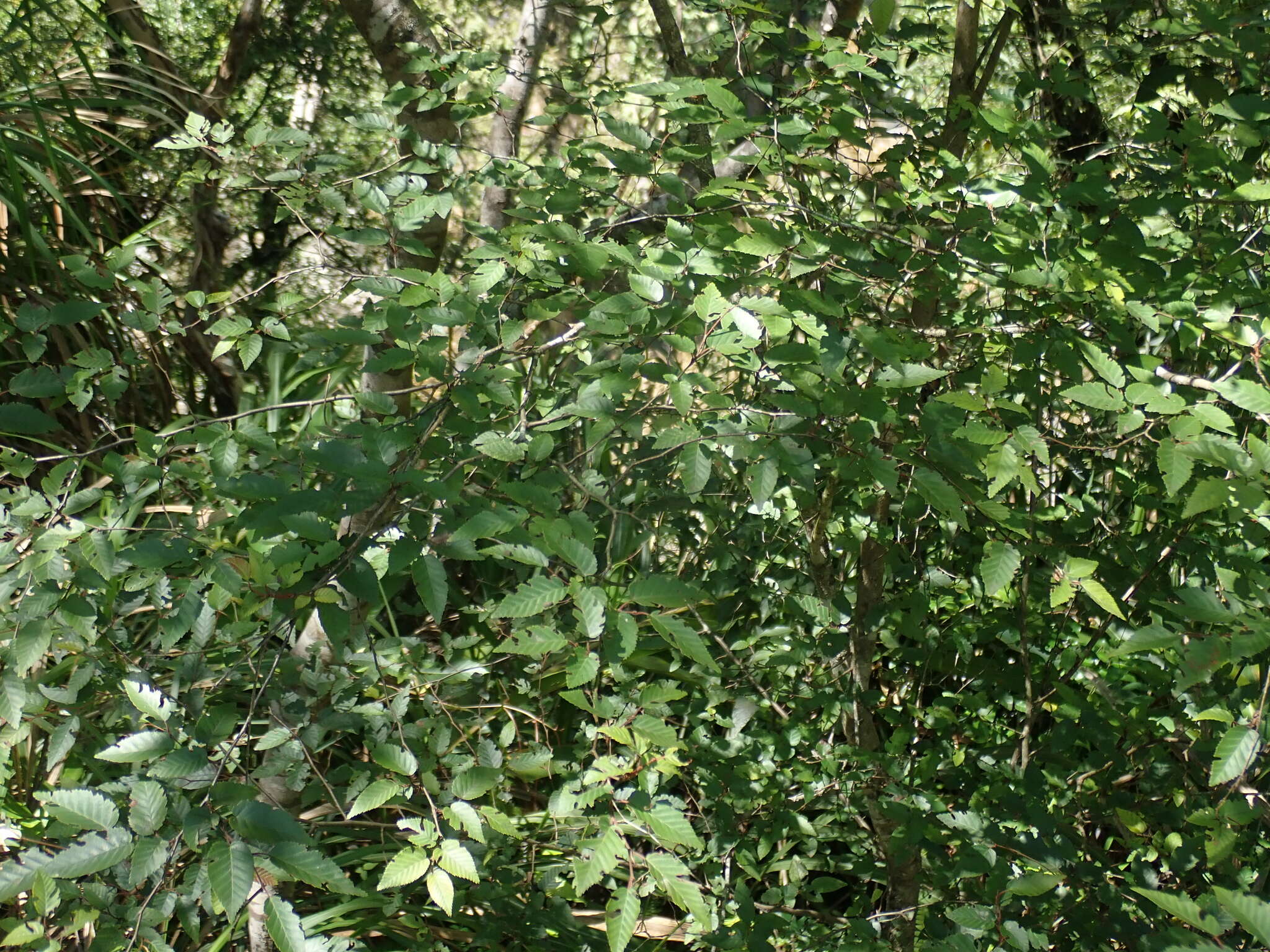 Image of Carpinus kawakamii Hayata