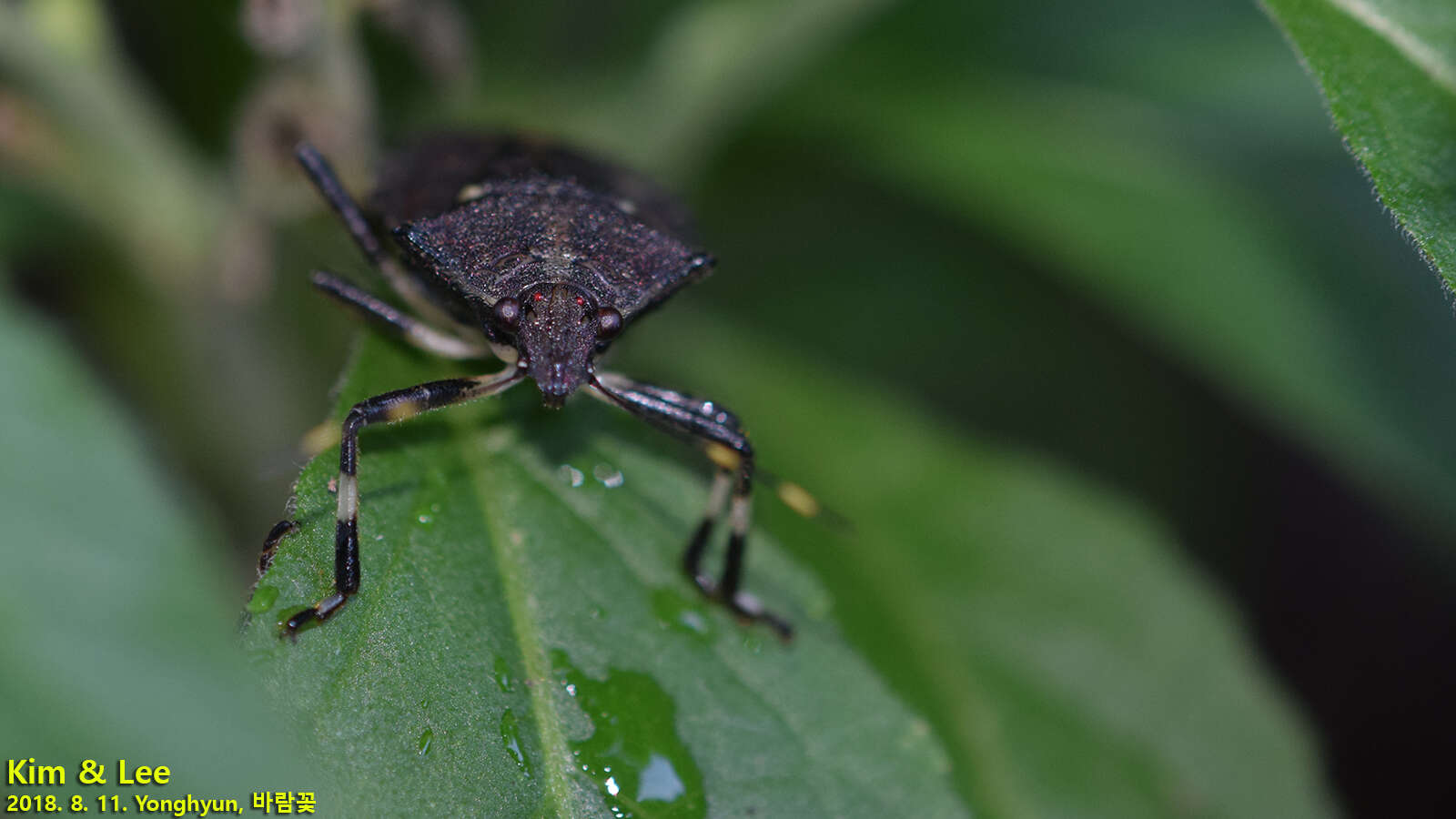 Image of <i>Dalpada cinctipes</i>