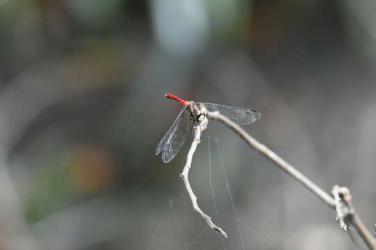 Image of Sympetrum nantouensis Tang, Yeh & Chen 2013